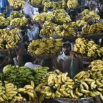 Labourers carrying baskets of bananas on their head during auctions as shopkeepers participating in bidding of fruit (Banana) at Fruit Market