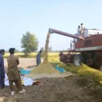 Heavy machinery is being used for harvesting rice crop in the field.