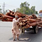 An aged man on his way struggling to pull a donkey cart loaded with bamboos