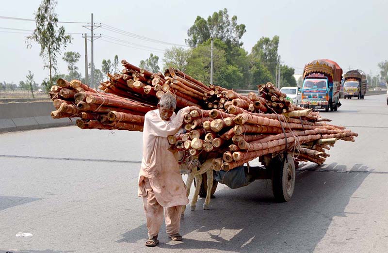 An aged man on his way struggling to pull a donkey cart loaded with bamboos