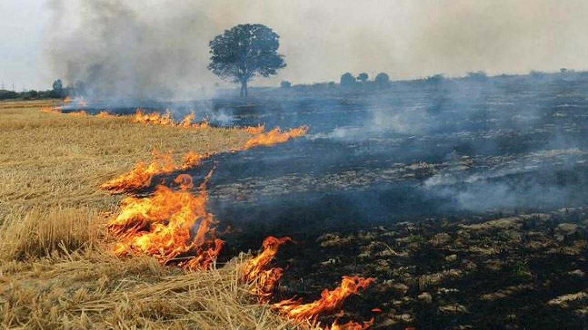 burning of crop