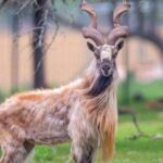Markhor