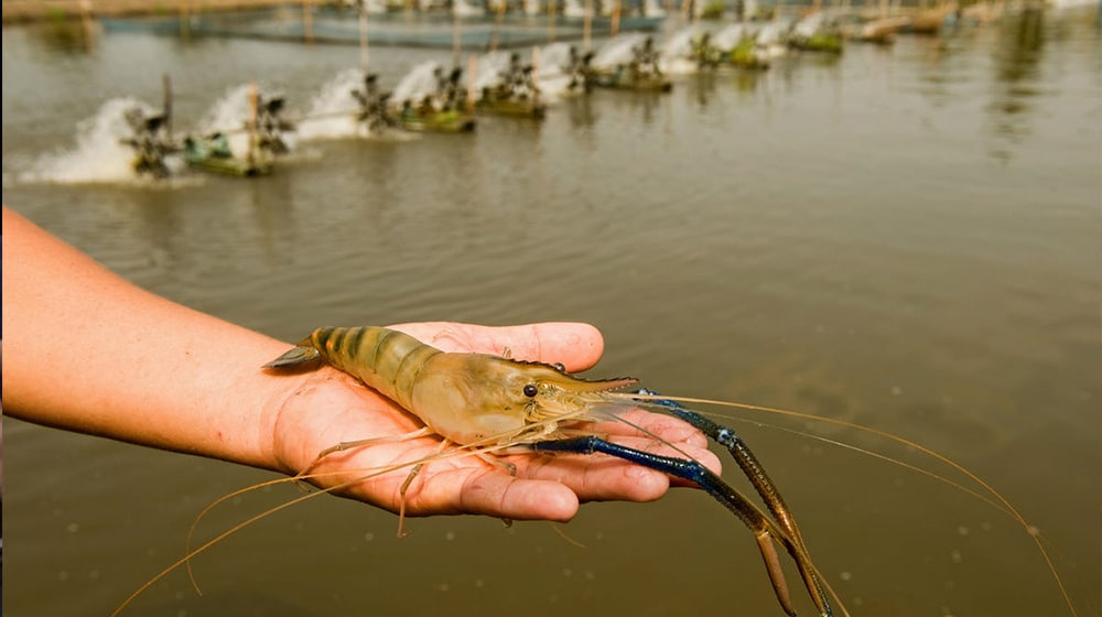 Shrimps Farming holds immense profitability, food security