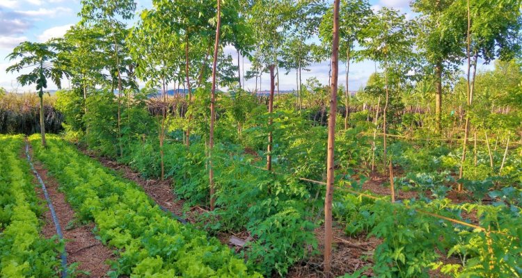 Pakistan, China hold meeting to promote agri-forestry economy