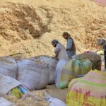 Labourers busy in filling bags with chaff (husk from wheat) for selling at their workplace.