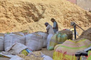 Labourers busy in filling bags with chaff (husk from wheat) for selling at their workplace.