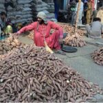 Traders displaying and selling sweet potatoes to customers at Fruit Market.