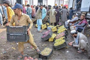 Vendors displaying grapes for bidding at Fruit Market in the Federal Capital.