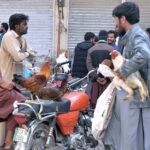 Street vendors displaying free range chicken to attract customers at Raja Bazaar