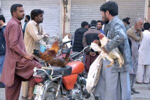 Street vendors displaying free range chicken to attract customers at Raja Bazaar