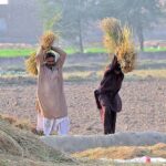 Farmers harvesting the rice crop in traditional way in their fields near Makhdoom Rasheed