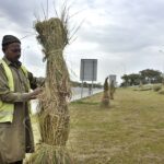 CDA workers covering plants with dry grass at Srinagar Highway to protect from cold weather in Federal Capital.