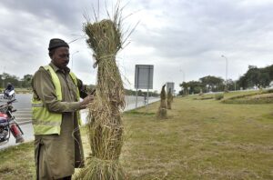 CDA workers covering plants with dry grass at Srinagar Highway to protect from cold weather in Federal Capital.