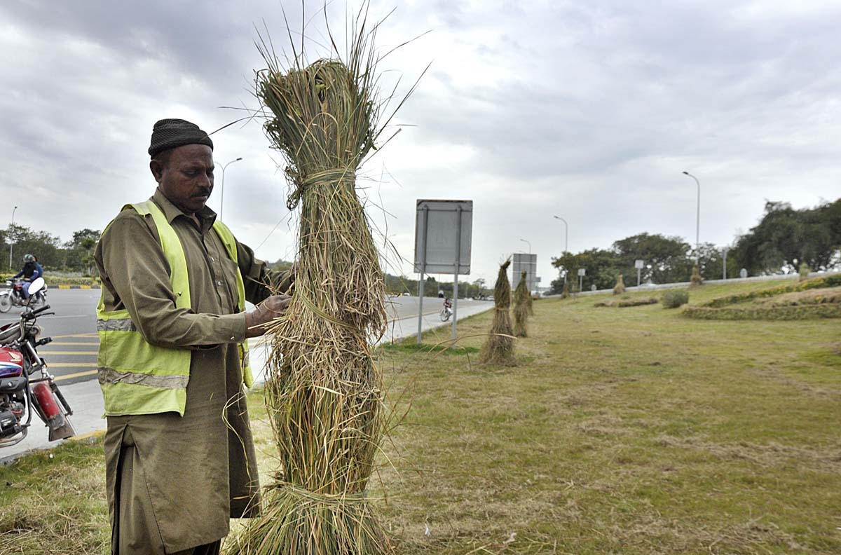 CDA workers covering plants with dry grass at Srinagar Highway to protect from cold weather in Federal Capital.