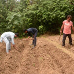 Farmers busy planting garlic at their field