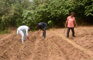 Farmers busy planting garlic at their field