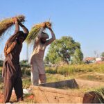 A farmer busy threshing rice crops in their field at Jhang Moor.