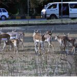 A herd of dear at Zoo near Faisal Mosque in Federal Capital.