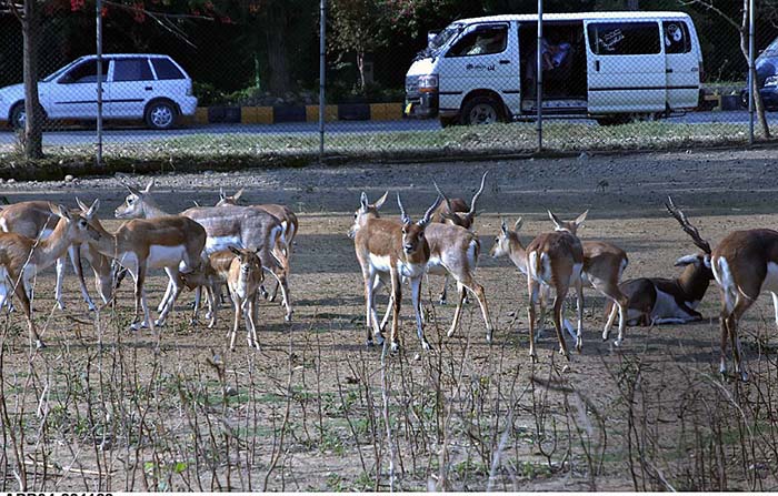 A herd of dear at Zoo near Faisal Mosque in Federal Capital.