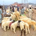 Traders are displaying sheep to attract customers at the Animal Market