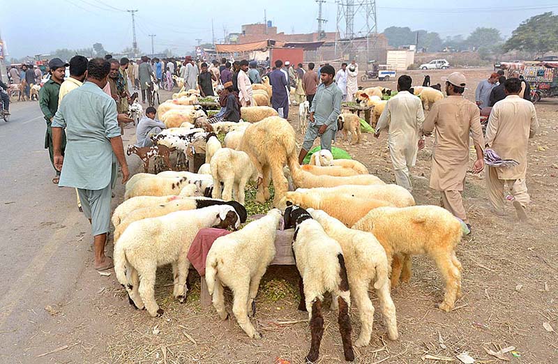 Traders are displaying sheep to attract customers at the Animal Market