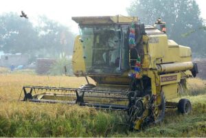 Heavy machinery is being used for harvesting rice crop in the field.