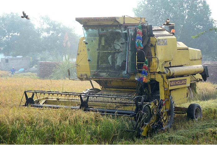 Heavy machinery is being used for harvesting rice crop in the field.