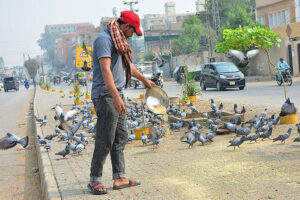  A person is throwing food for pigeons as an act of mercy on the footpath. 