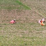 Farmer women are busy with their routine work in the field