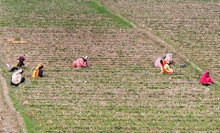 Farmer women are busy with their routine work in the field