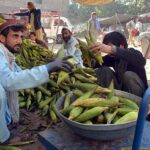 Vendors are weighing corn cobs for bidding in the market at Lahori Gate.