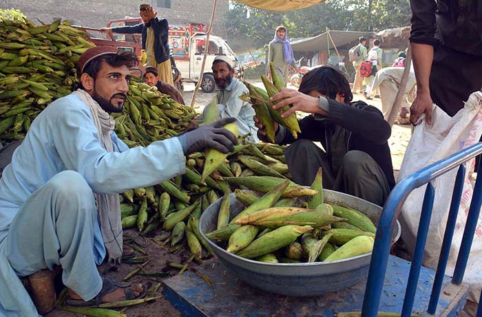Vendors are weighing corn cobs for bidding in the market at Lahori Gate.