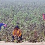 Farmer women plucking cotton in the field at Central Cotton Research Institute