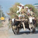 Farmers on the way loaded with green fodder for animals after cutting from the field.