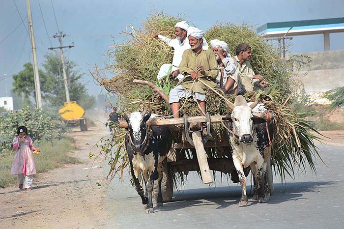 Farmers on the way loaded with green fodder for animals after cutting from the field.