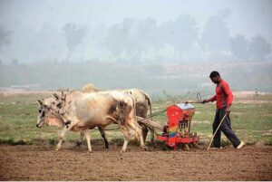 A farmer planting wheat by a drill machine in the field with the help of Bull.