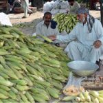 A vendor selling fresh corn cobs at Vegetable Market