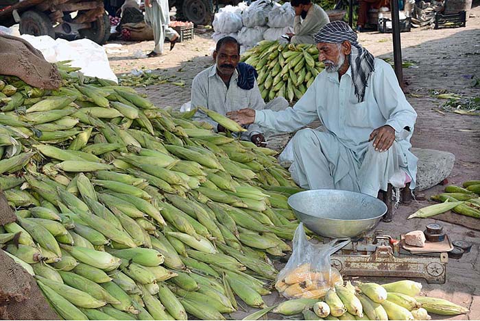 A vendor selling fresh corn cobs at Vegetable Market