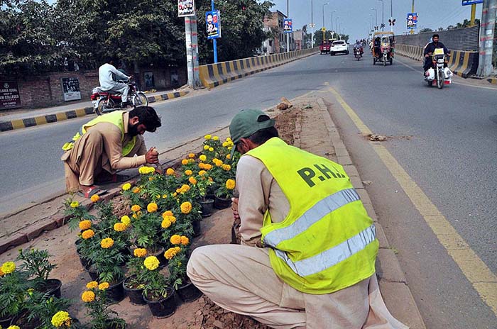 PHA workers busy planting on green belt near Azadi chowk.