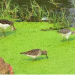 Birds are picking food in the water pond at Qasimabad.