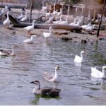 A flock of ducks in the water pond in the zoo at Rani Bagh