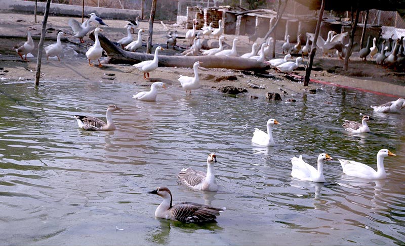 A flock of ducks in the water pond in the zoo at Rani Bagh