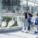 Students on a school trip to DHA Zoo enjoy observing a variety of animals up close.
