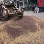 Labourers are busy unloading mustard seeds at Grain Market.