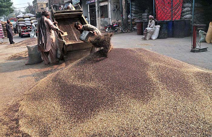 Labourers are busy unloading mustard seeds at Grain Market.