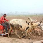 A farmer planting wheat by a drill machine in the field with the help of Bull.
