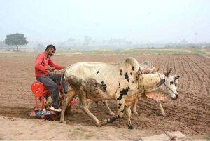 A farmer planting wheat by a drill machine in the field with the help of Bull.