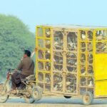 A motorcyclist on his way with huge pigeon cage.