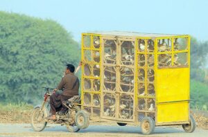 A motorcyclist on his way with huge pigeon cage.