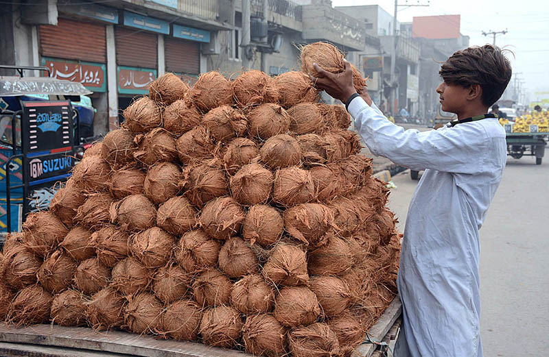 A vendor busy in arranging and displaying coconut on handcart to attract the customers